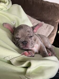 jmulaxxx exclusive onlyfans leaked nudes