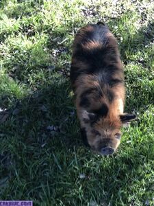 vickyaisha exclusive onlyfans leaked nudes