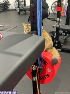 Fitbryceadams new hot onlyfans leaked nudes